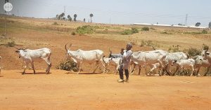 “Cattle, as important as they are, cannot be valued over human beings”