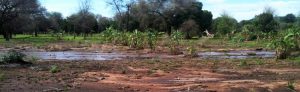 Malawi: ACN supports a project in Karonga Diocese to provide relief to those affected by food shortage